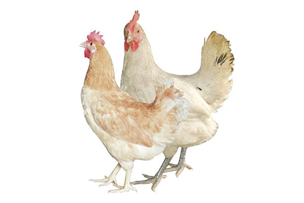苏禽绿壳蛋鸡-高产型